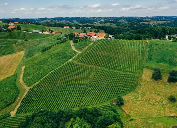Vina in turizem Bračko