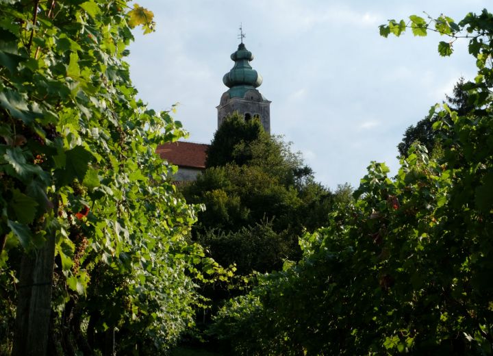 FRANCINOVI