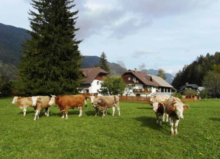 KOŠIR