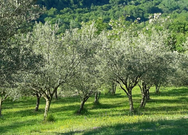 Biodinamična kmetija Dragonja - Oljčni gaj