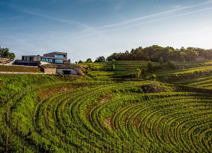Guerila wines