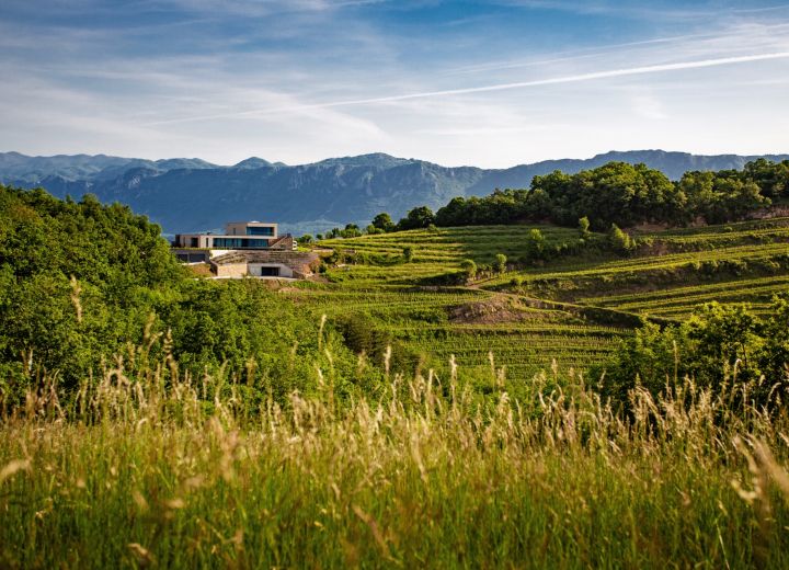 Guerila wines