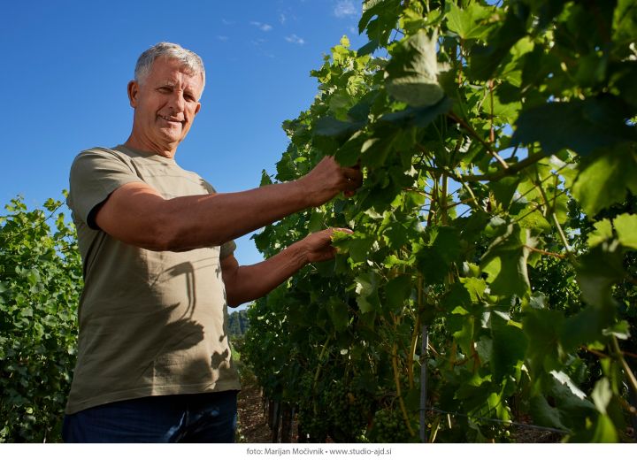 Guerila wines