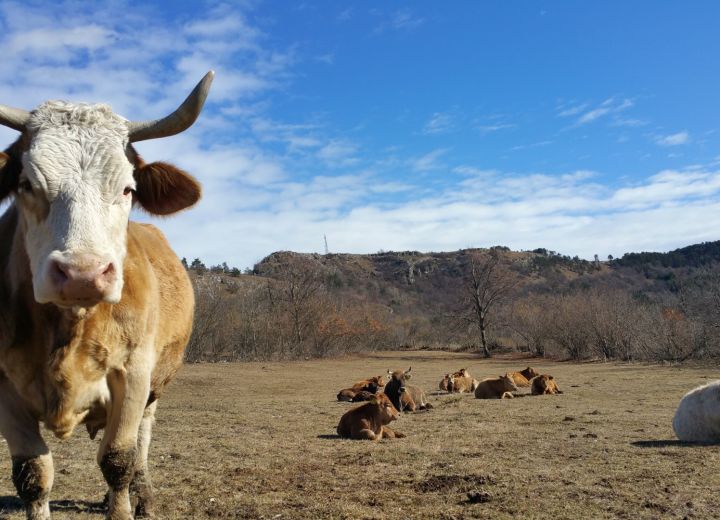 PRI ANDREJEVIH