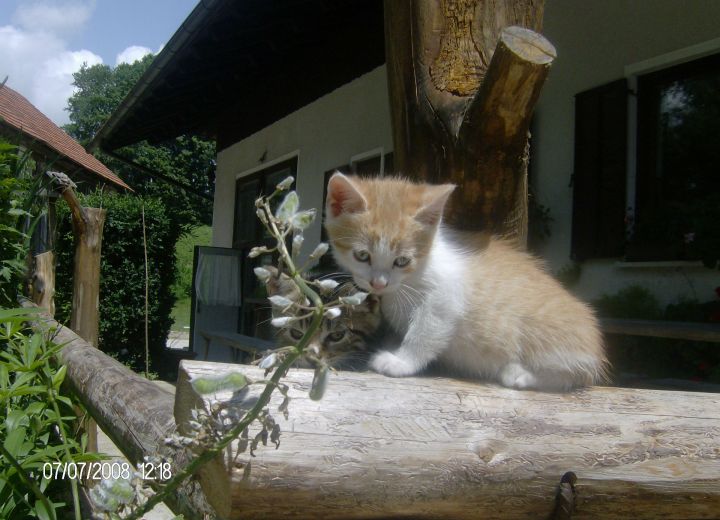ŠINKOVC