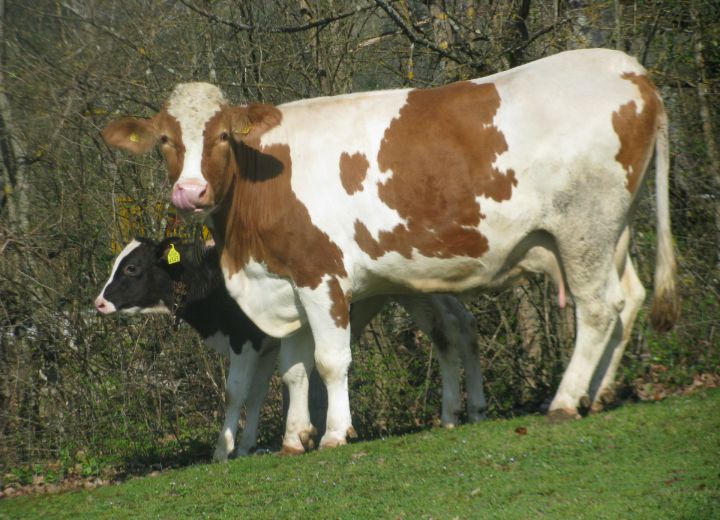 ŽAGAR