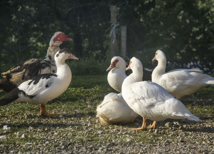 ZAKRAŠNIK