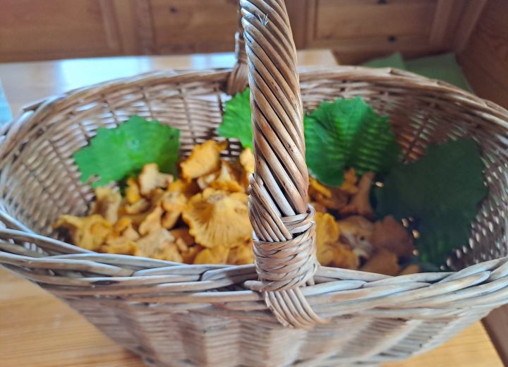 ŽIBOVT