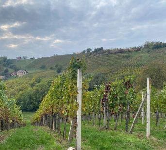 Pogled na vinograde na Bizeljskem