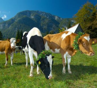 Kravji bal v Bohinju