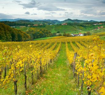 Vinogradi na Malecniku pri Mariboru